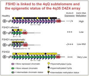 The D4Z4 repeat region at location 4q35 on chromosome 4 differs markedly among healthy, FSHD1, and FSHD2 individuals. Healthy individuals have numerous D4Z4 repeats which are highly methylated (black dots). FSHD1-affected individuals have few repeats, and these are hypomethylated (light dots). FSHD1 non-manifesting, or unaffected, individuals, also have few repeats, but these have higher methylation (half-filled dots). FSHD2 individuals have many D4Z4 repeats, like healthy individuals, but they are severely hypomethylated. (Figure courtesy of Peter Jones, PhD.)