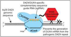 dCas9 fig