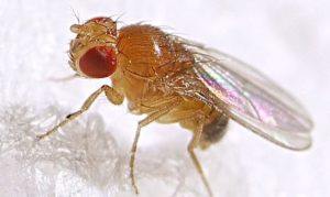 fruit-fly-drosophila-melanogaster-male-by-max-westby-creative-commons-by-nc-sa-1