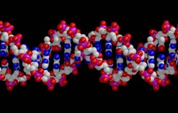 DNA testing for FSHD