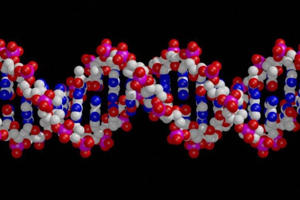DNA testing for FSHD