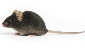 Mouse model