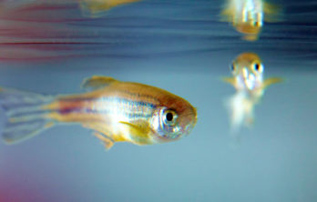 Zebrafish