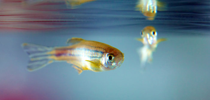 Zebrafish