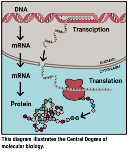 Central dogma of molecular biology