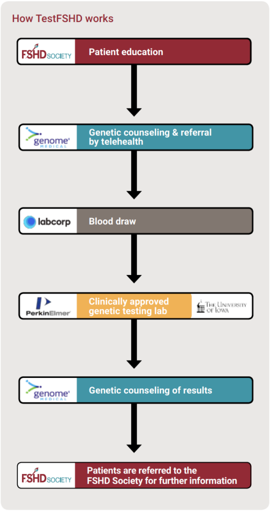 Flow chart showing how FSHD Society educates about the genetic testing program, sends patients to Genome Medical for genetic counseling and a medical referral for genetic testing; the patient is linked to a phlebotomy service for a blood draw; the blood test kit is sent to a testing lab, the results are returned to Genomic Medical which reports the findings to the patient. Finally, the patient is referred to the FSHD Society for additional information and support.