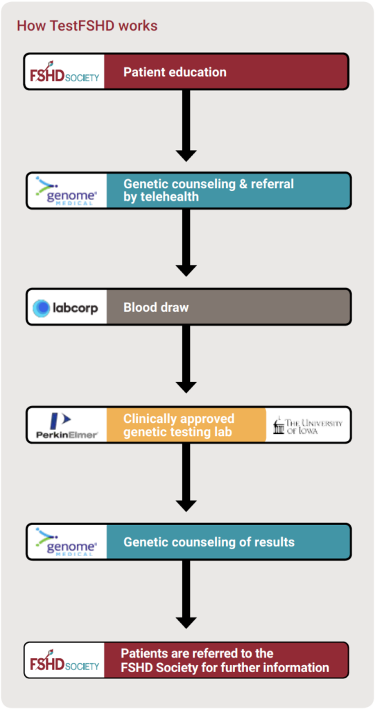 How TestFSHD Works Flow chart showing how FSHD Society educates about the genetic testing program, sends patients to Genome Medical for genetic counseling and a medical referral for genetic testing; the patient is linked to a phlebotomy service for a blood draw; the blood test kit is sent to a testing lab, the results are returned to Genomic Medical which reports the findings to the patient. Finally, the patient is referred to the FSHD Society for additional information and support.